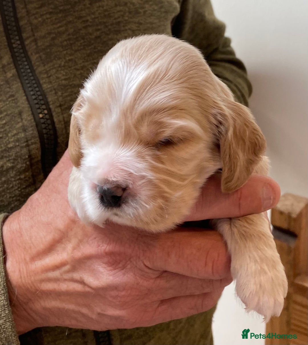 Cocker Spaniel dogs for sale: Adorable show cocker spaniels - Image 17