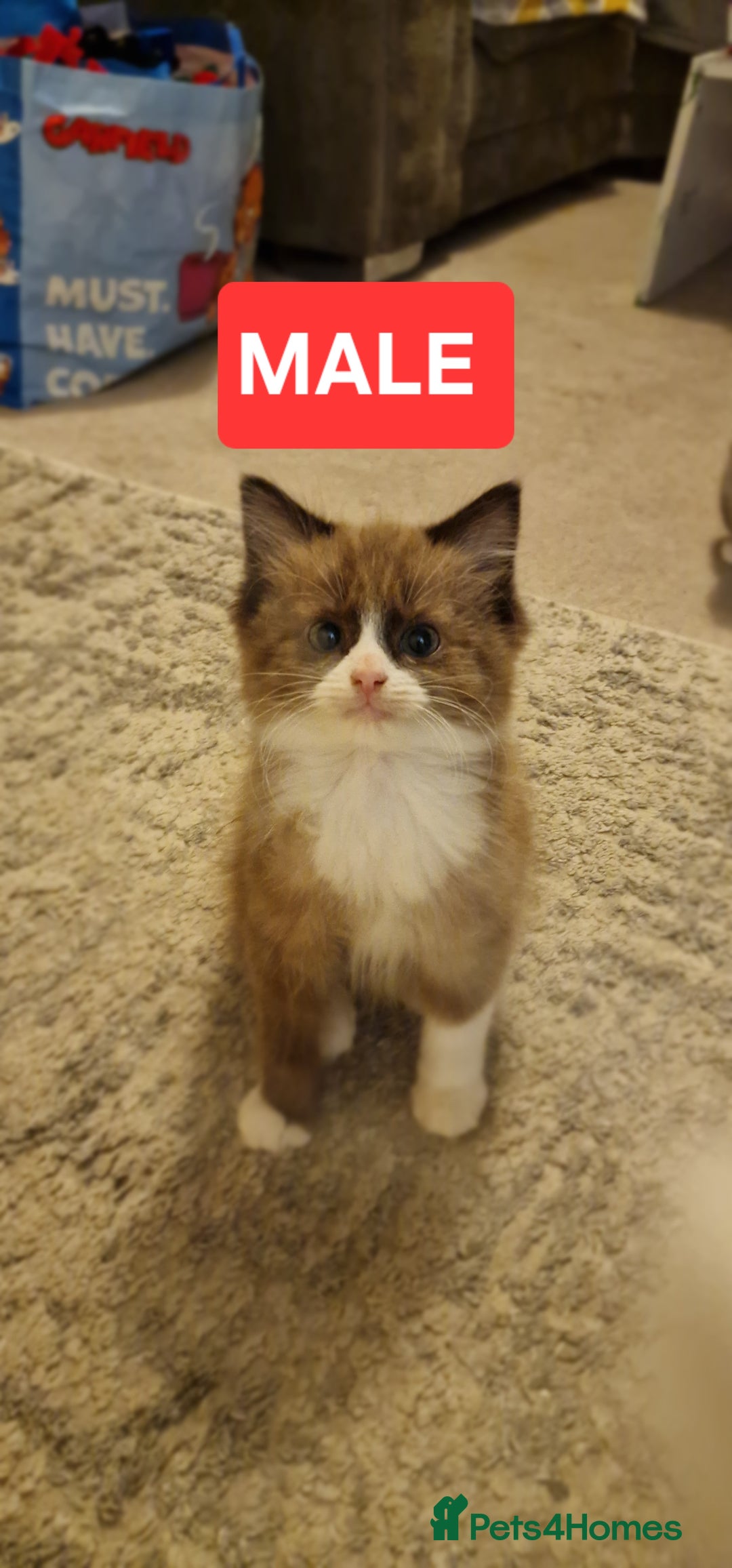 Mixed Breed cats for sale: Lovely Kittens  - Advert 11