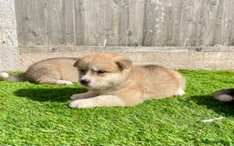 Akita dogs for sale: American Akita Puppys for sale  - Image 9