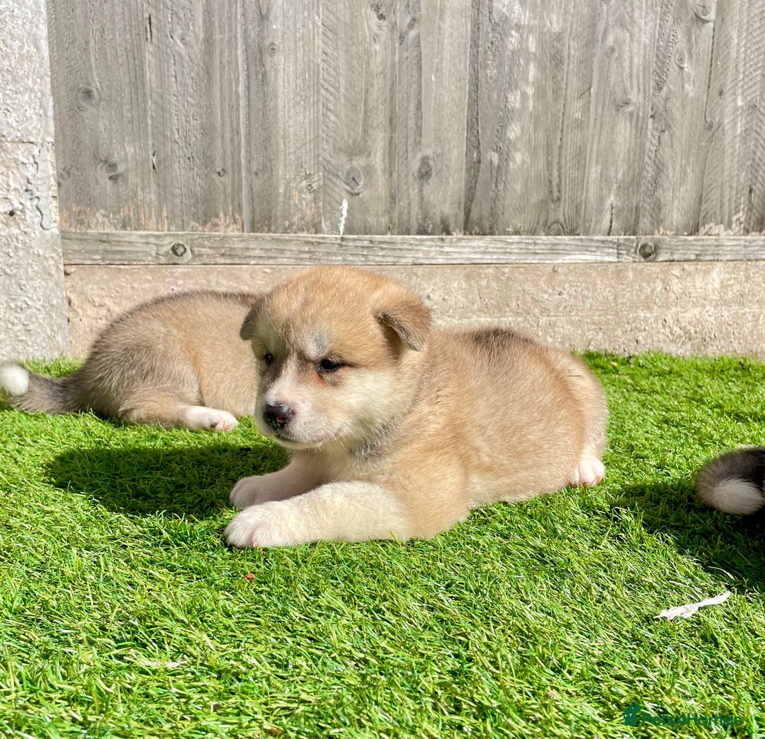 Akita dogs for sale: American Akita Puppys for sale  - Image 9