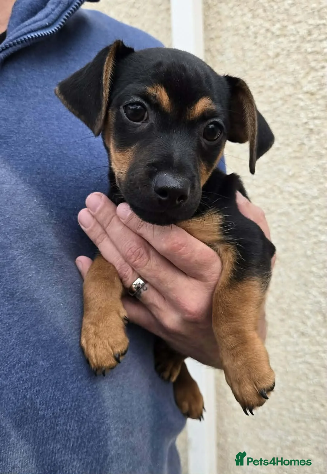 Jack Russell dogs for sale: Miniature Jack Russell pups in Llanwrda - Advert 2