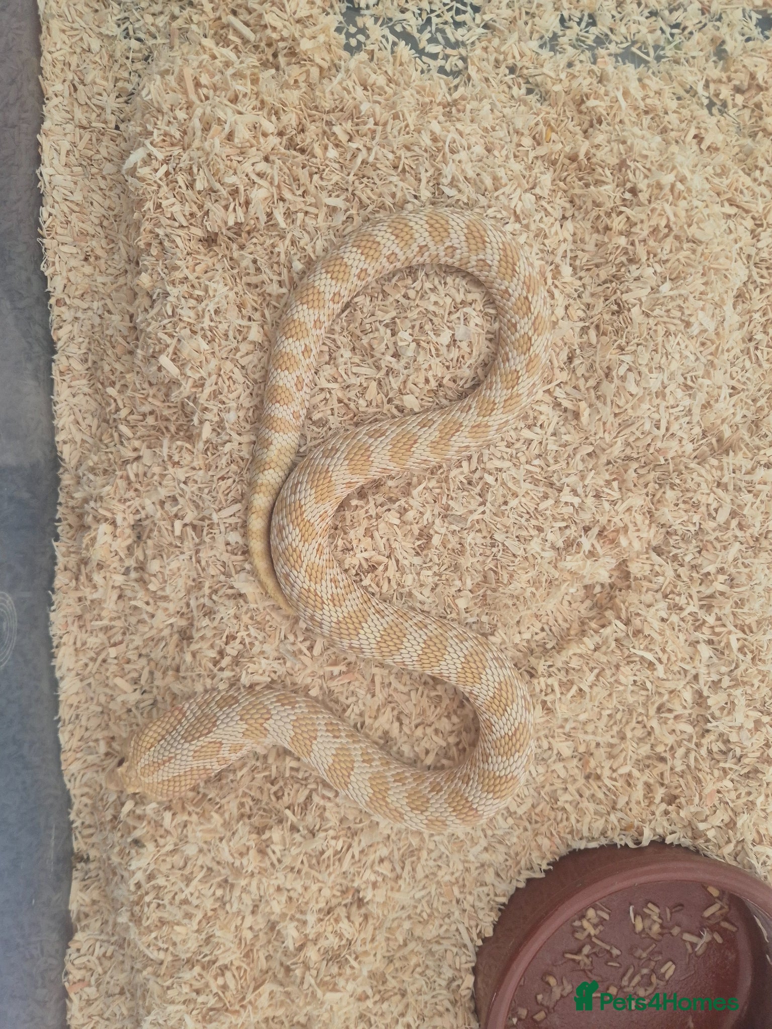 Snake reptiles 2yr old western hognose  - Advert 1