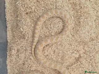 Snake reptiles 2yr old western hognose - Advert 1