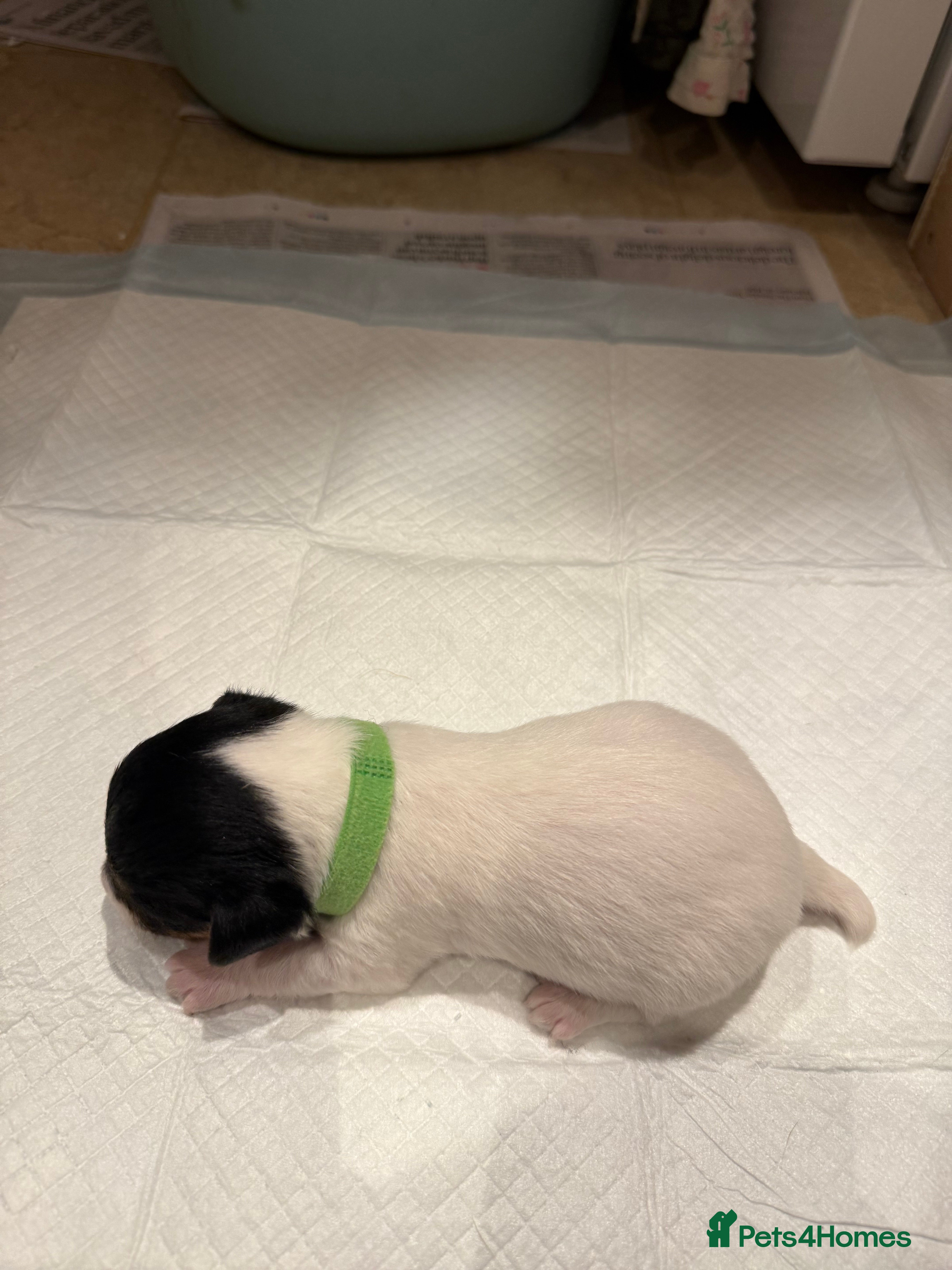 Patterjack dogs Patterjacks for sale - Advert 2