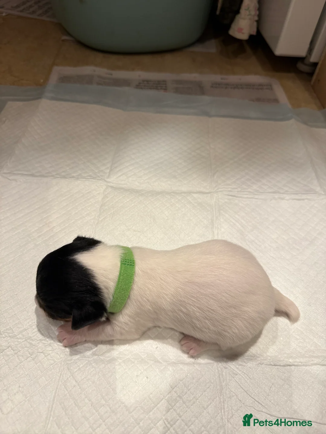 Patterjack dogs for sale: Patterjacks for sale in Andover - Advert 2