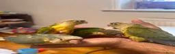 Conures birds for sale: Conure Hand Reared Babies Looking for new perches - Advert 4