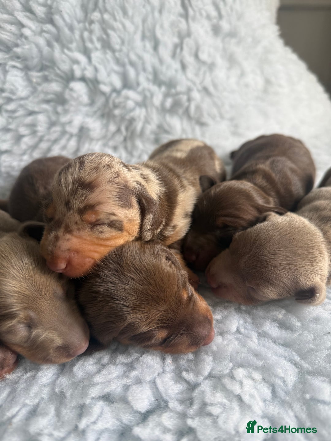 Miniature Dachshund dogs for sale: Kennel Club Miniature Dachshunds - Image 11
