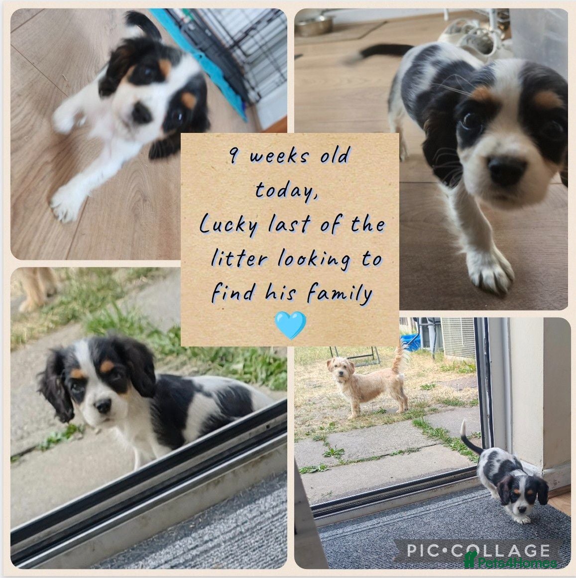 Mixed Breed dogs Last Boy ready now!! Cavalier Mix Breed pups - Advert 1