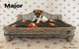 Jack Russell dogs for sale:  JACK RUSSELL PUPPIES READY NOW  - Image 6