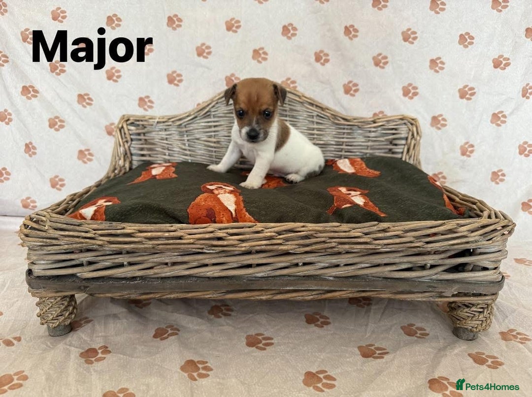 Jack Russell dogs for sale:  JACK RUSSELL PUPPIES READY NOW  - Image 6