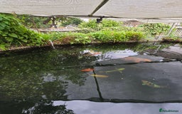 Koi Carp fish for sale: Various large carp available - Pond Closure  - Image 5