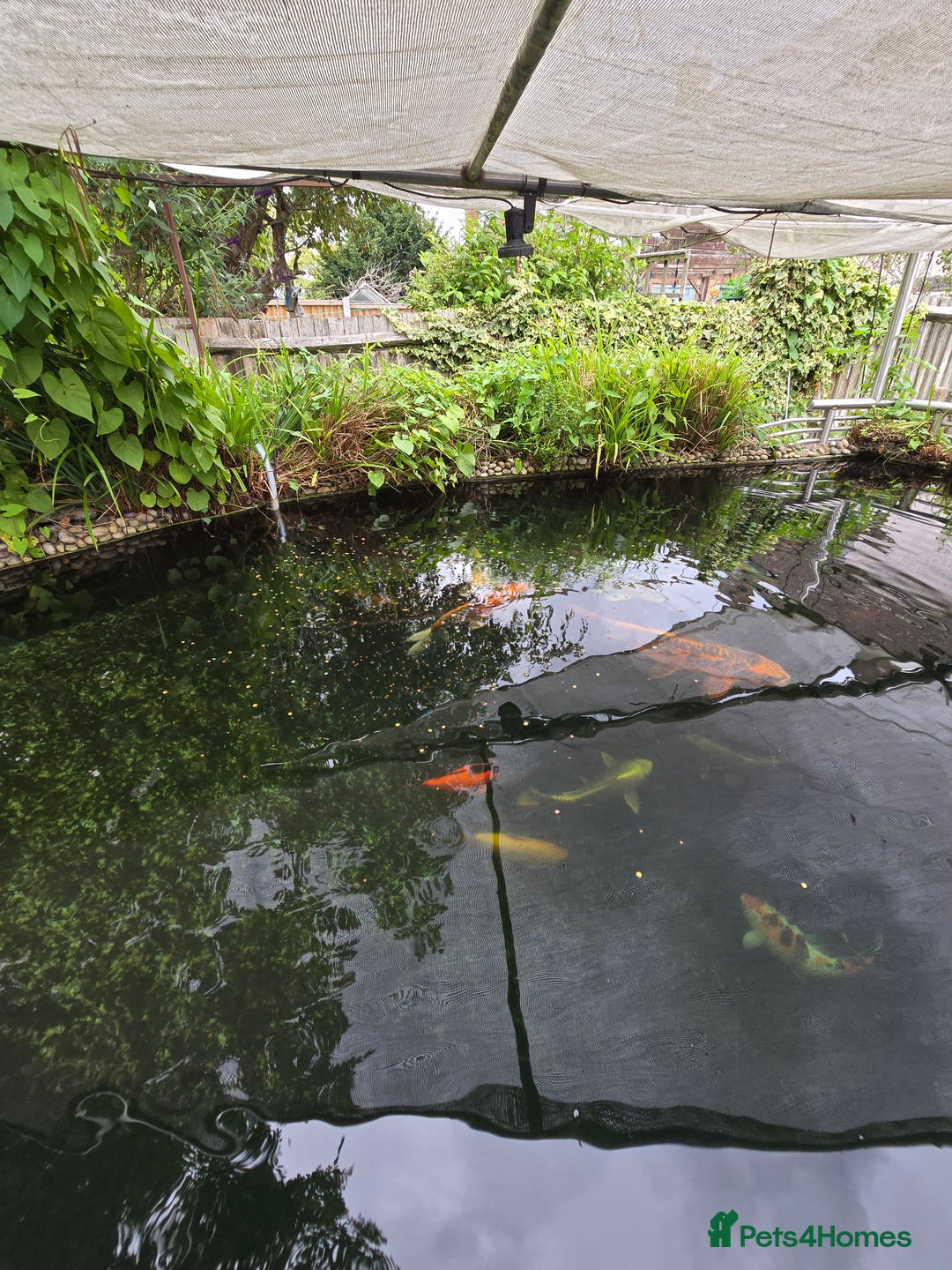 Koi Carp fish for sale: Various large carp available - Pond Closure  - Image 5