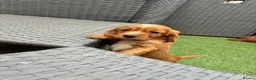 Cocker Spaniel dogs for sale: Red KC cocker spaniel puppies  - Advert 5