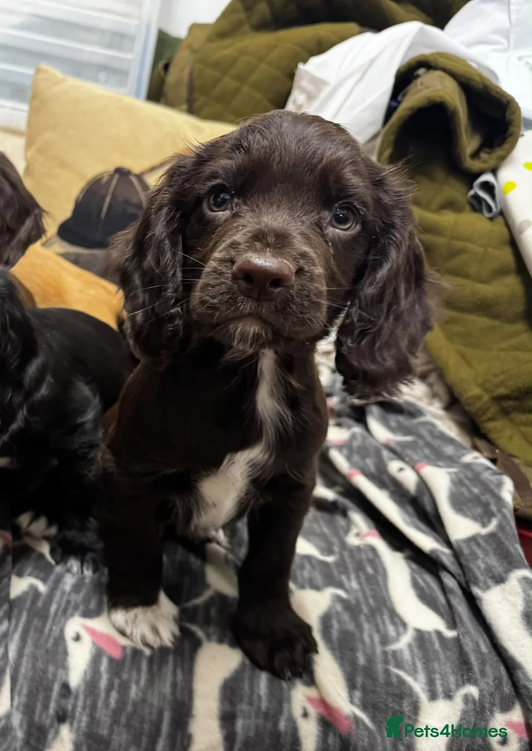 Cocker Spaniel dogs for sale: 🐾 Beautiful Working Cocker Spaniel Puppies 🐾 - Advert 13