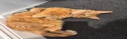 British Longhair cats for sale: Two ginger twin sisters free to a new home  - Advert 5