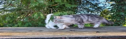 Maine Coon cats for sale: Maine Coon x kittens available now! - Advert 8