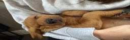 Labrador Retriever dogs for sale: Beautiful Labrador puppies - Advert 3