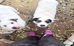 Mixed Breed dogs for adoption: Sefu - Fakenham Norfolk  - Advert 6