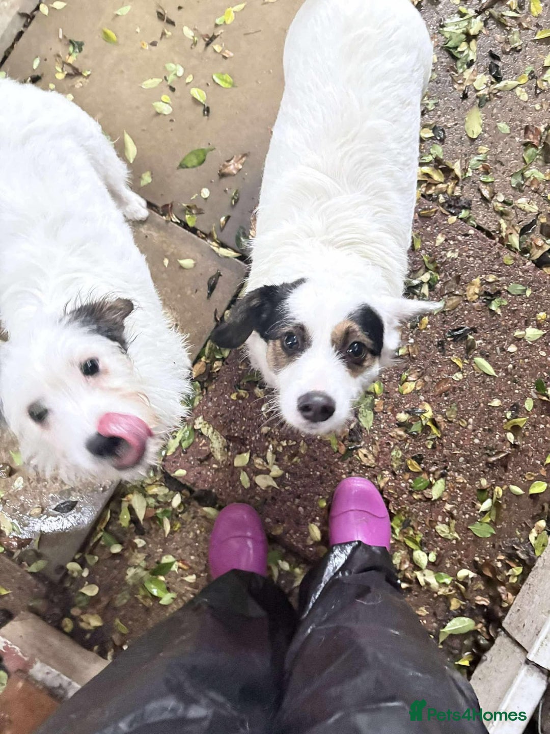 Mixed Breed dogs for adoption: Sefu - Fakenham Norfolk  - Advert 6