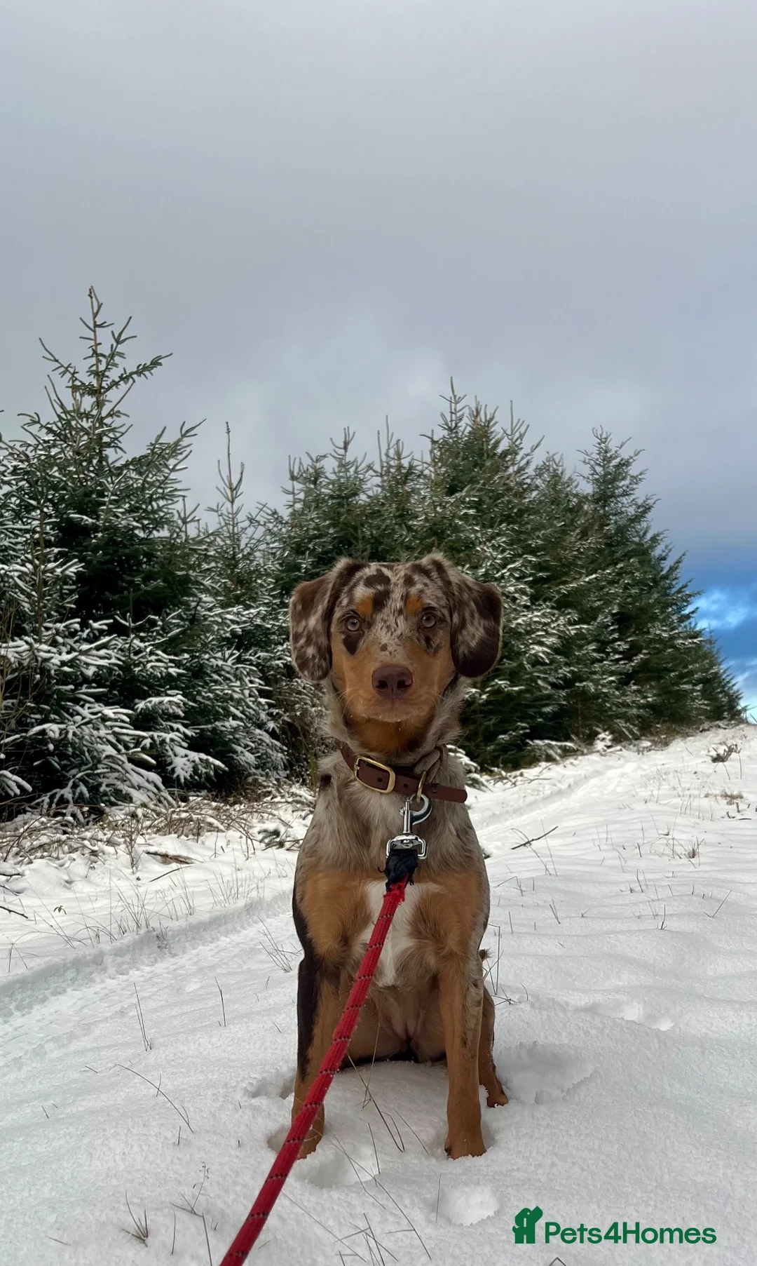 Mixed Breed dogs for sale: HAZEL’S PUPPY WAITING LIST IS NOW OPEN!  - Advert 2