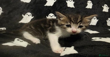 Mixed Breed cats - Advert 1