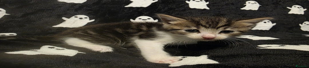Mixed Breed Kitten 4