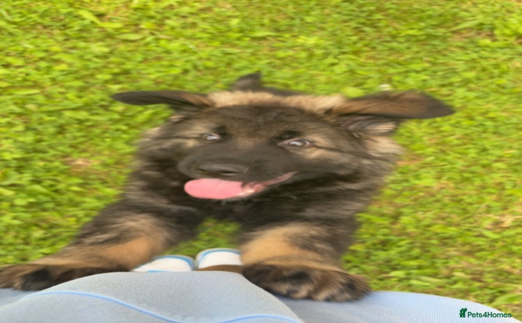 German Shepherd dogs - Advert 1