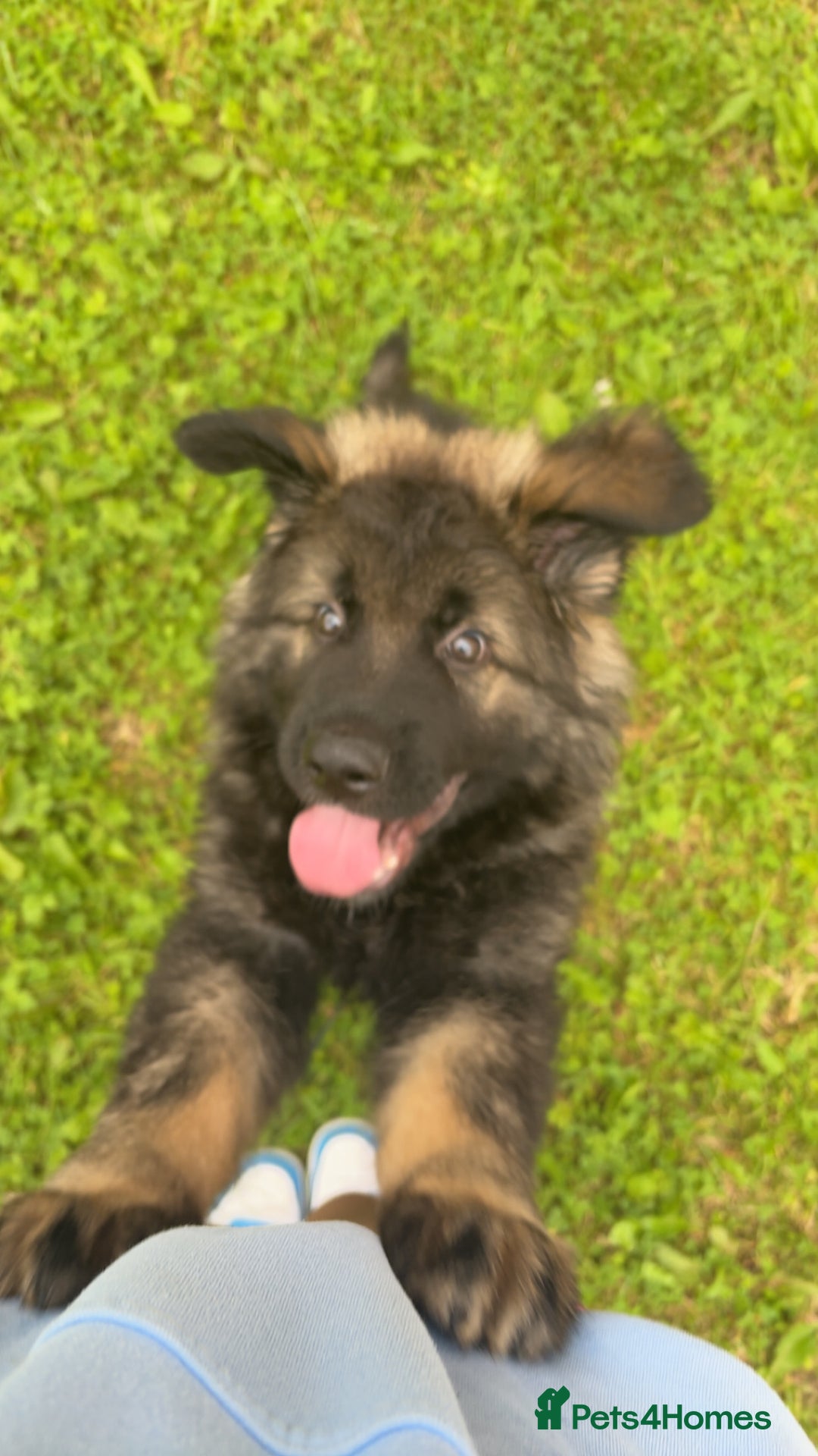German Shepherd dogs for sale: German shepherd  - Image 1