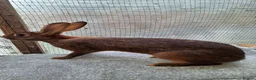 Belgian Hares rabbits for sale: Young Belgian Hare Doe for sale  - Advert 5