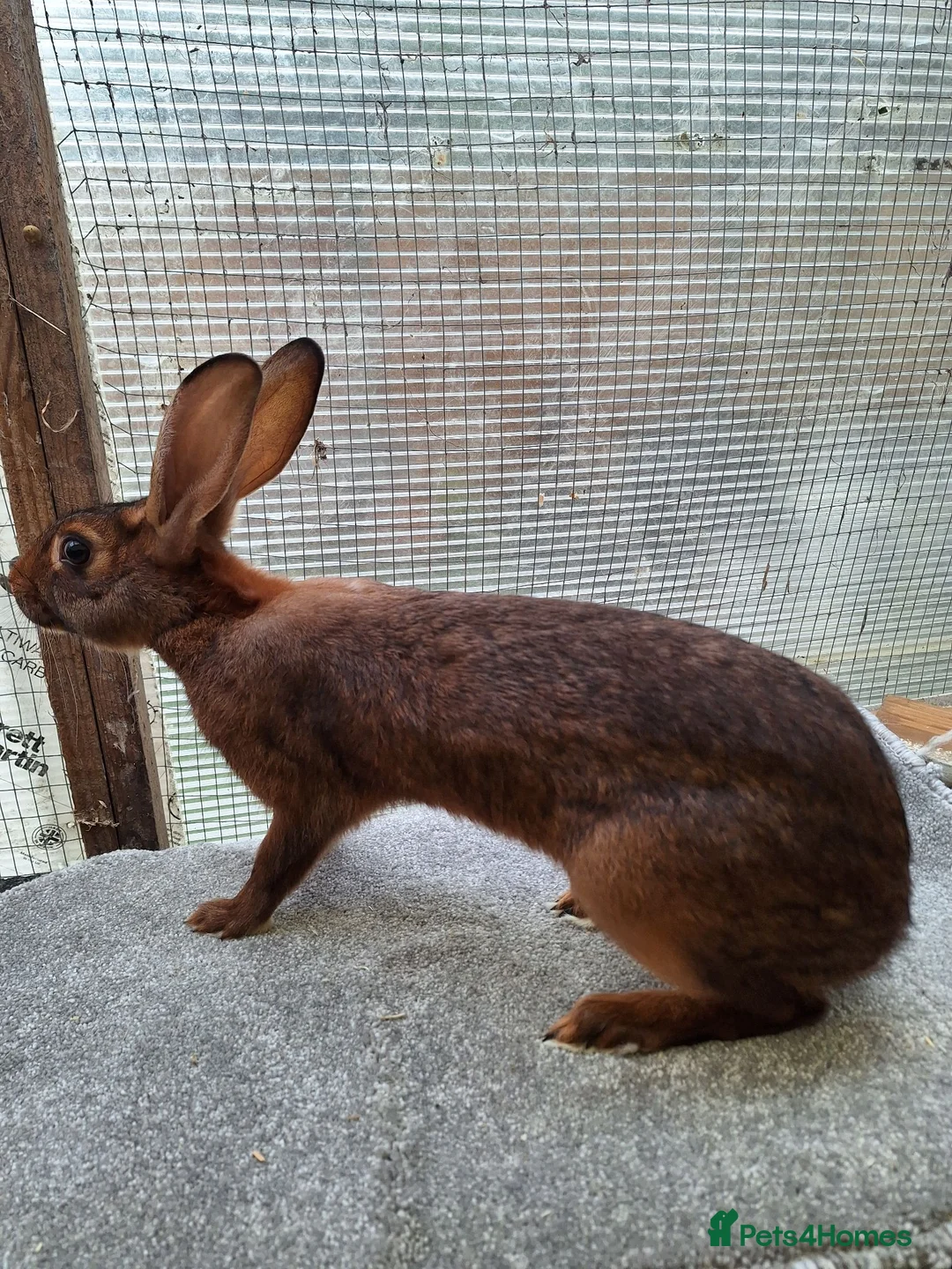 Belgian Hares rabbits for sale: Young Belgian Hare Doe for sale  - Advert 5