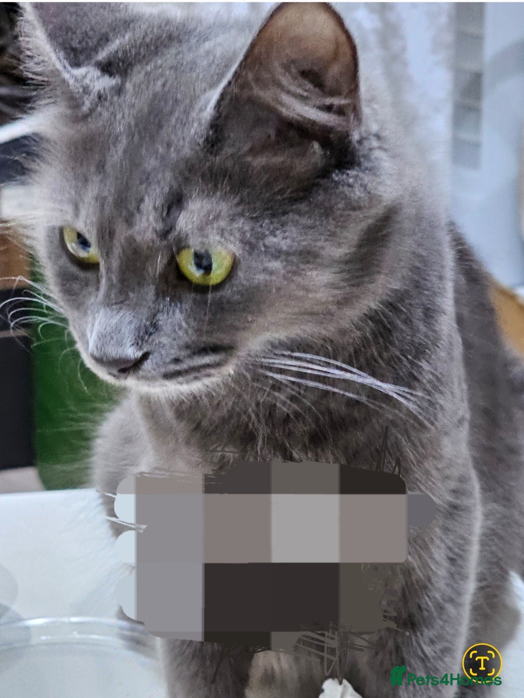 Mixed Breed cats Night Fury" Kittens Ready for Their new friends - Advert 2