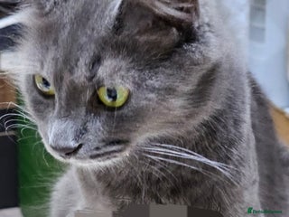 Mixed Breed cats Night Fury" Kittens Ready for Their new friends - Advert 4