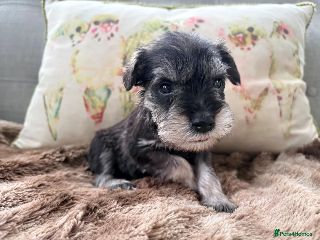 Miniature Schnauzer dogs for sale: Stunning Miniature Schnauzers - Advert 12