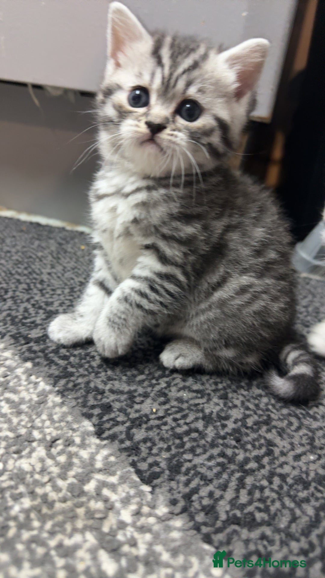 British Shorthair cats for sale: 4 beautiful tabby british shorthair kittens - Advert 15