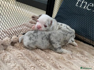 French Bulldog dogs Beautiful French Bulldog Puppies - Advert 1