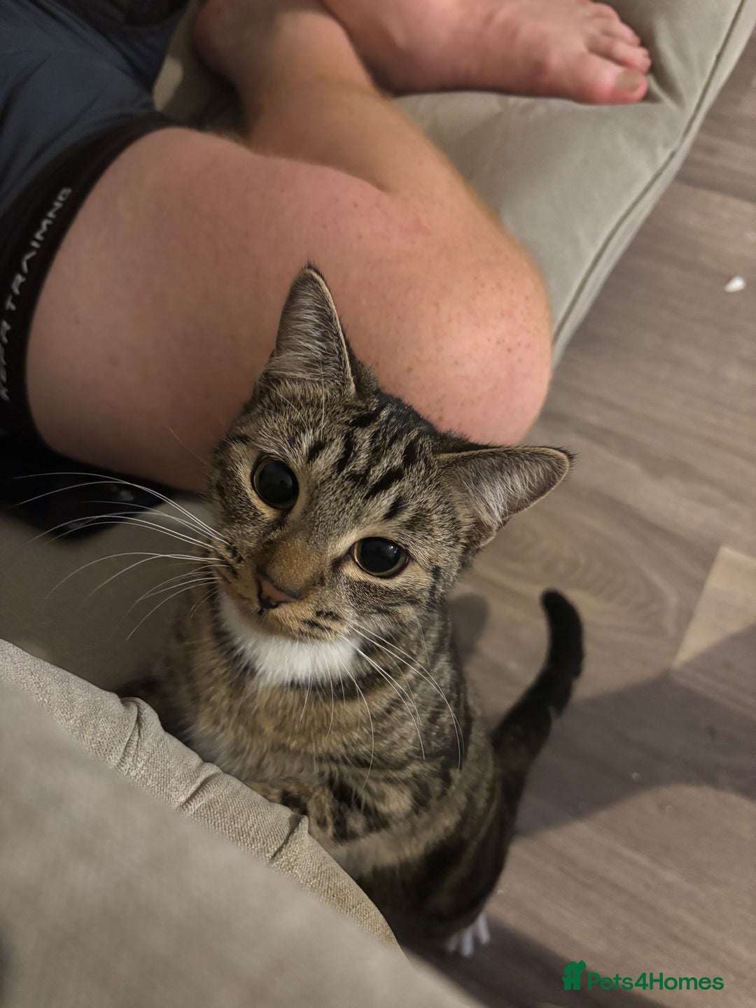 Mixed Breed cats for sale: Jojo x - Advert 1