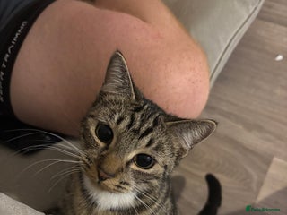 Mixed Breed cats Jojo x - Advert 1