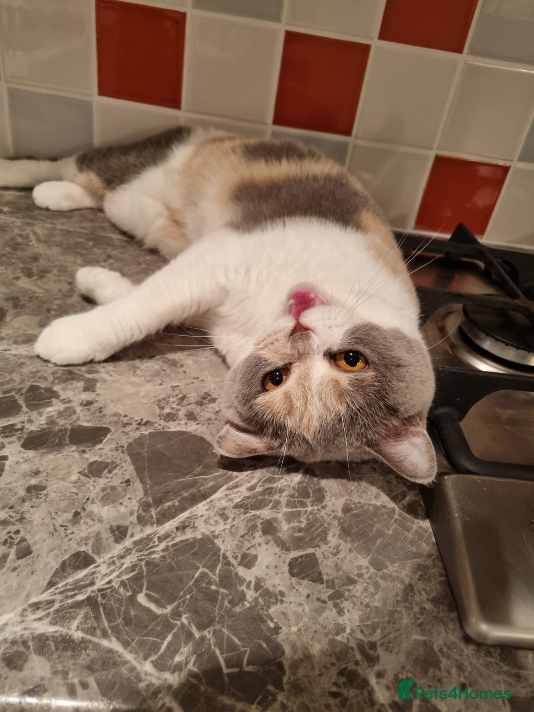 British Shorthair cats for sale: British Shorthair kittens.  - Image 10