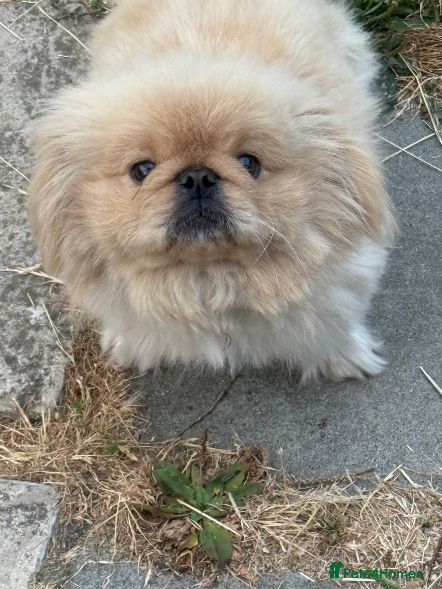 Pekingese dogs Rare Pekingnese boy apricot & white 13 mnths  - Advert 2
