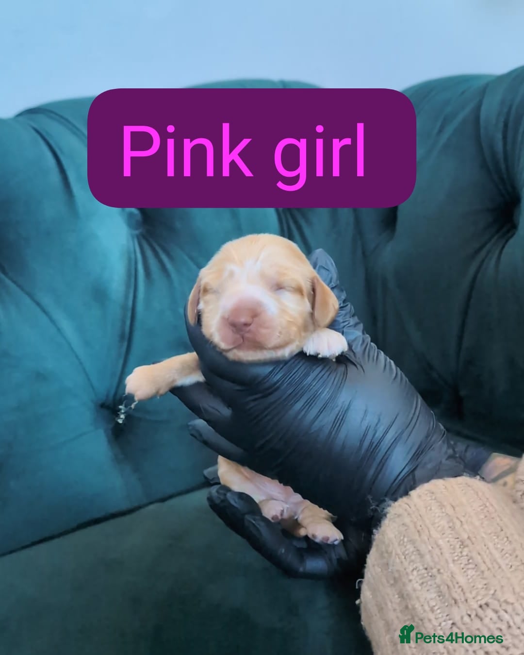 Cocker Spaniel dogs for sale: 🐾Pedigree Show cocker spaniel puppies🐾 - Image 2