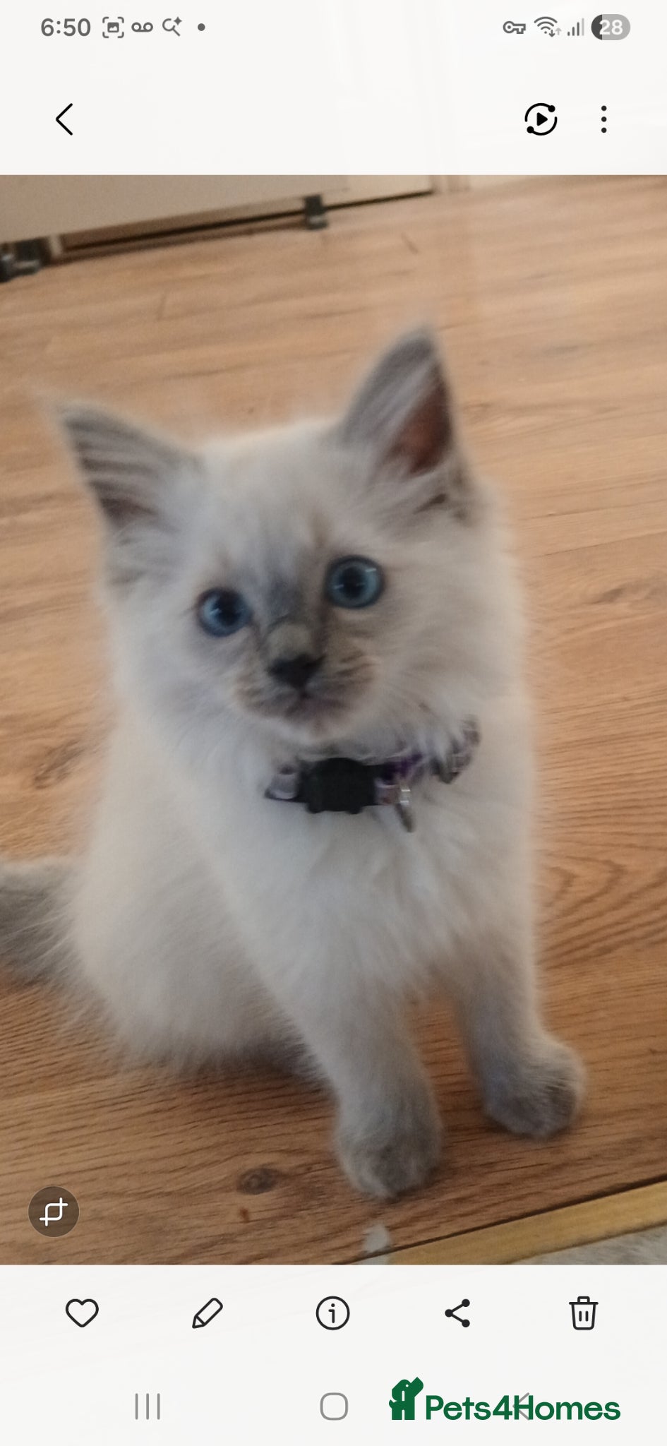 Ragdoll cats Mrs lisa furneaux  - Advert 2