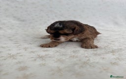 Mixed Breed dogs for sale: 3 Puppies Available Cavapoo / Cockapoo puppies  - Image 8