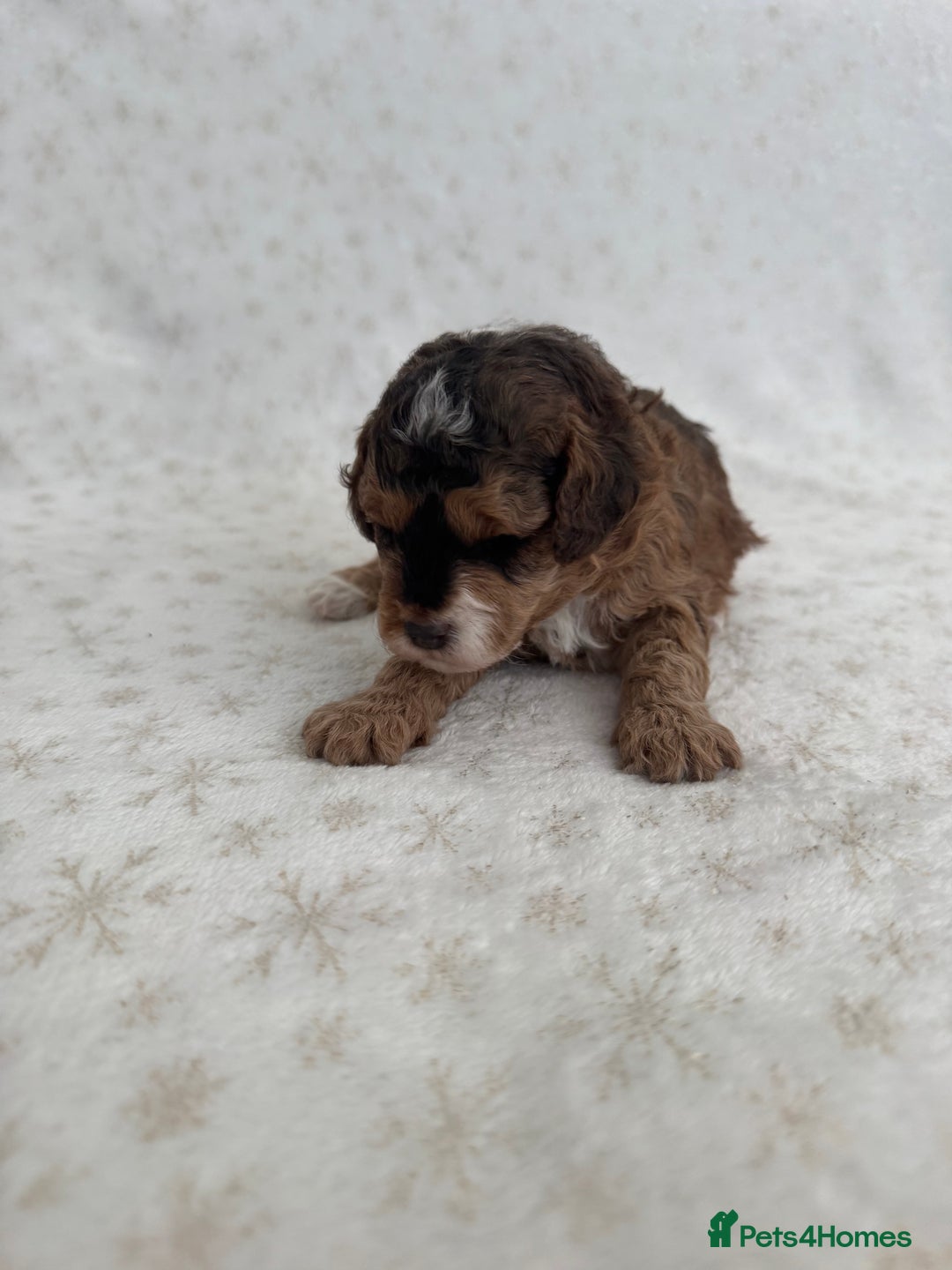 Mixed Breed dogs for sale: 3 Puppies Available Cavapoo / Cockapoo puppies  - Image 8