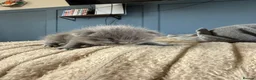 Mixed Breed cats for sale: Ragdolls mixed  - Advert 25
