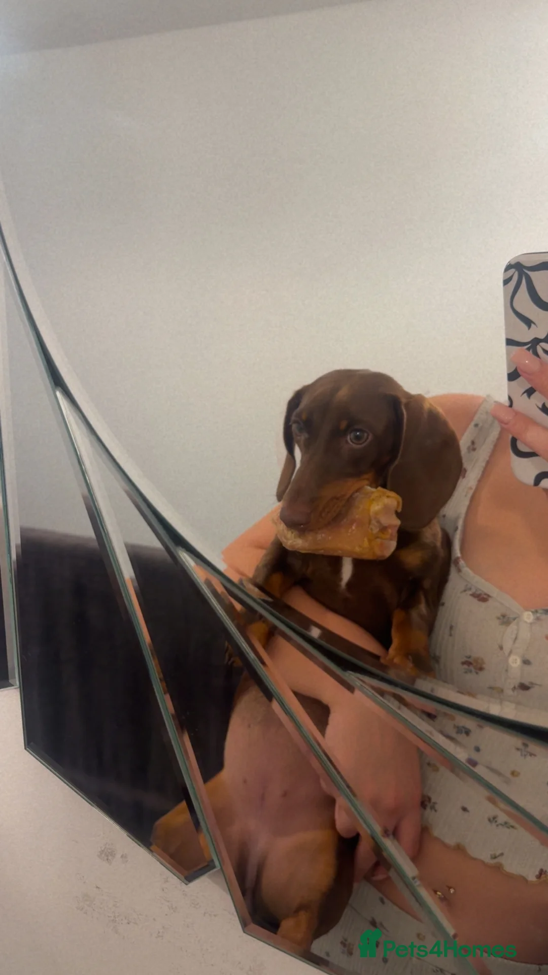 Dachshund dogs for sale: Mabel the Dachshund 🐶 REHOME FOR FREE  - Advert 8