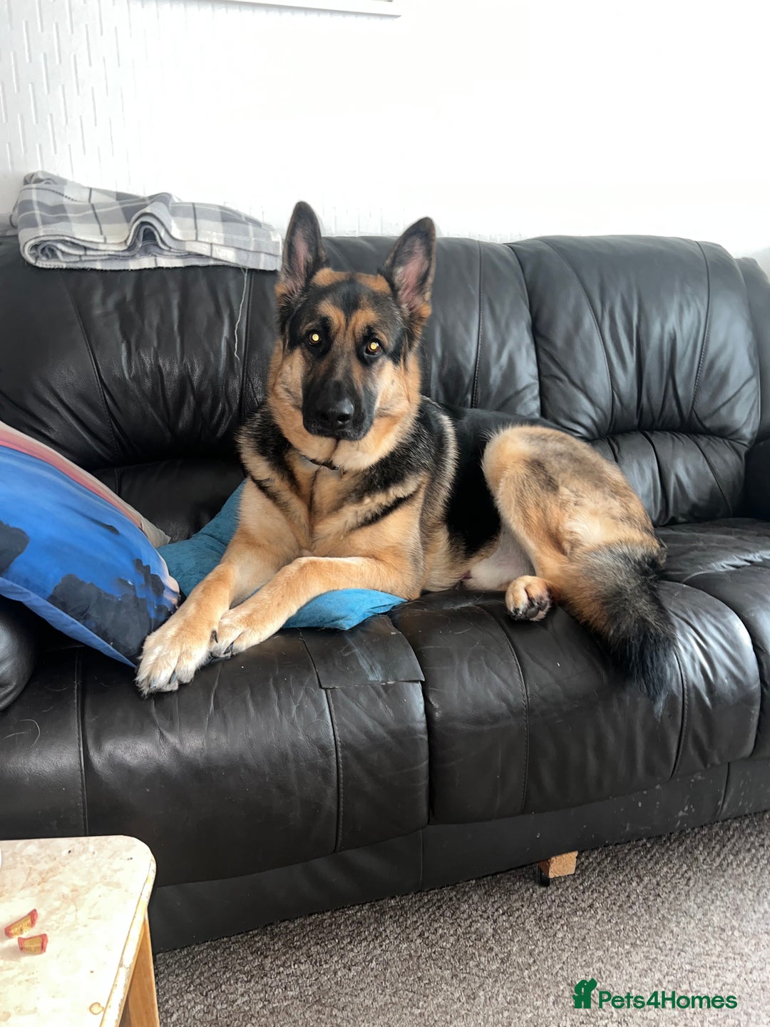 German Shepherd dogs for sale: 💙 German Shepherd Looking for His Forever Home 💙 - Image 5