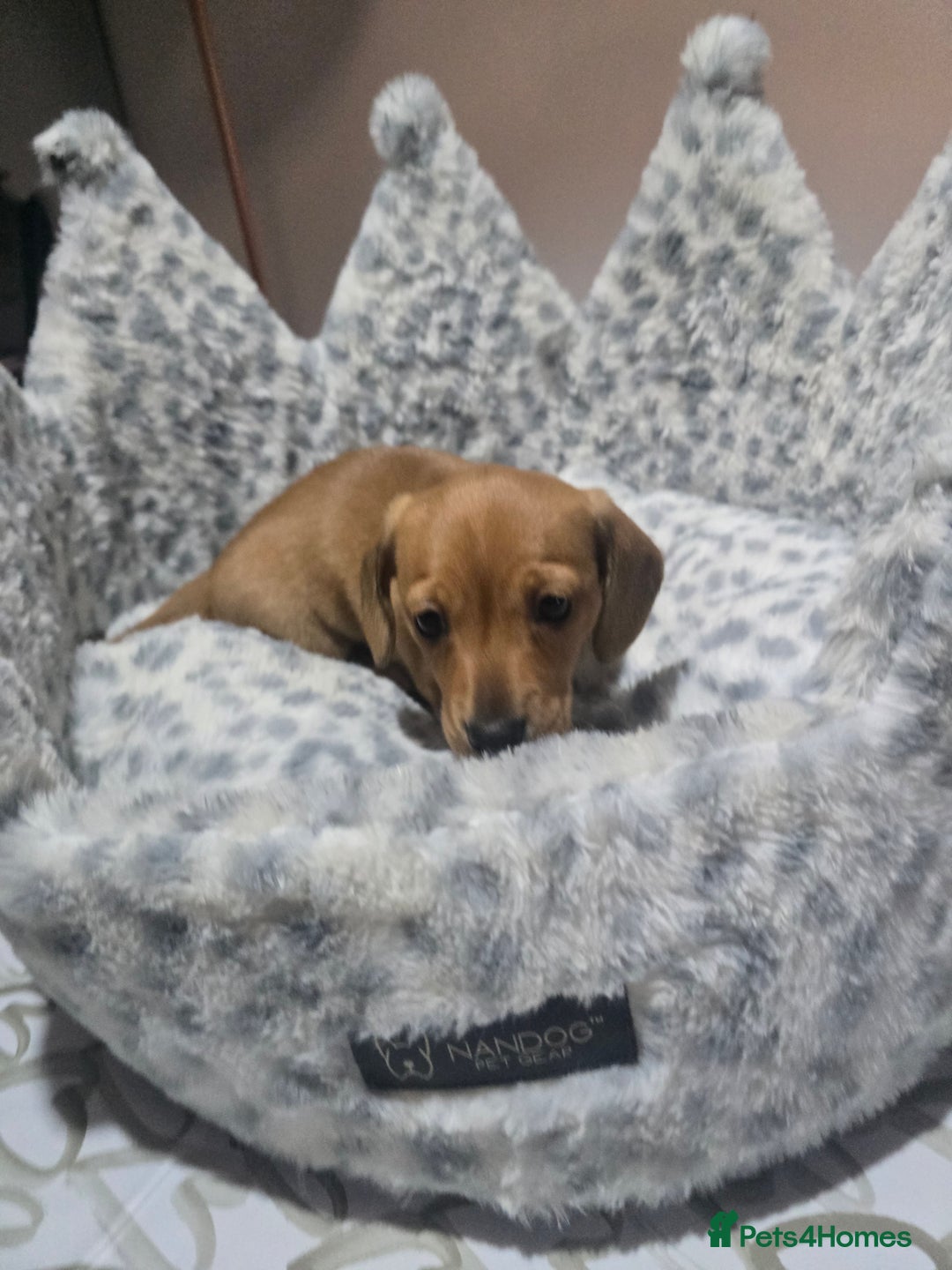 Miniature Dachshund dogs for sale: Shaded Cream Short Miniature Dachshund - Image 4