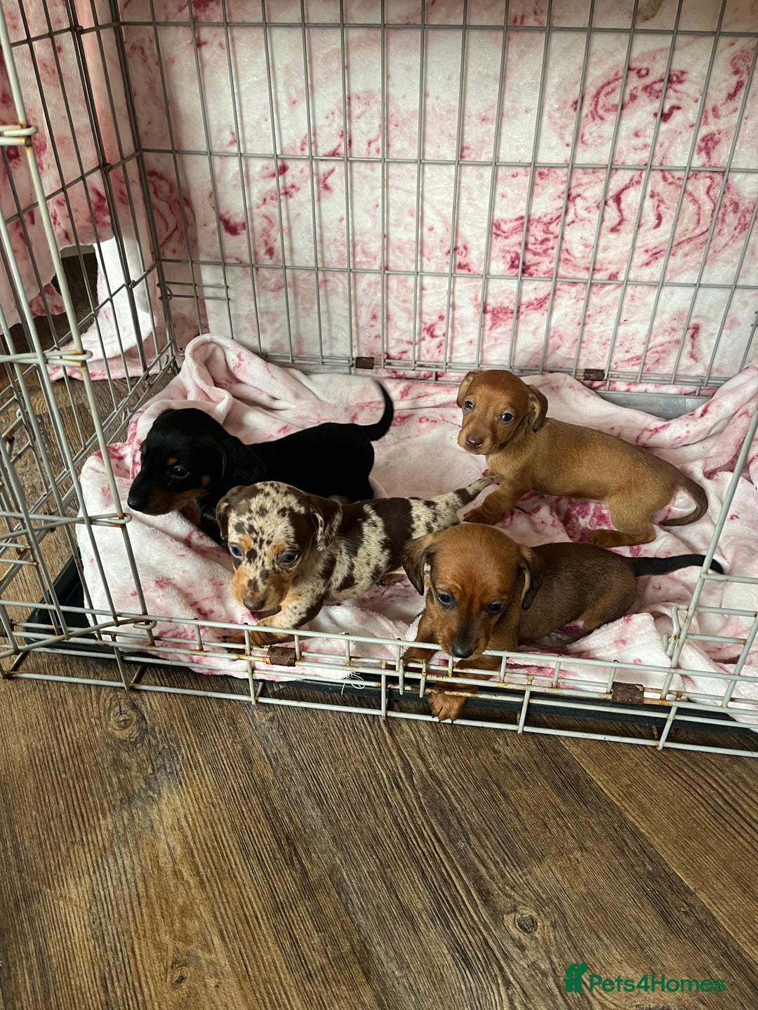Miniature Dachshund dogs for sale: Miniature dachshund  - Image 12