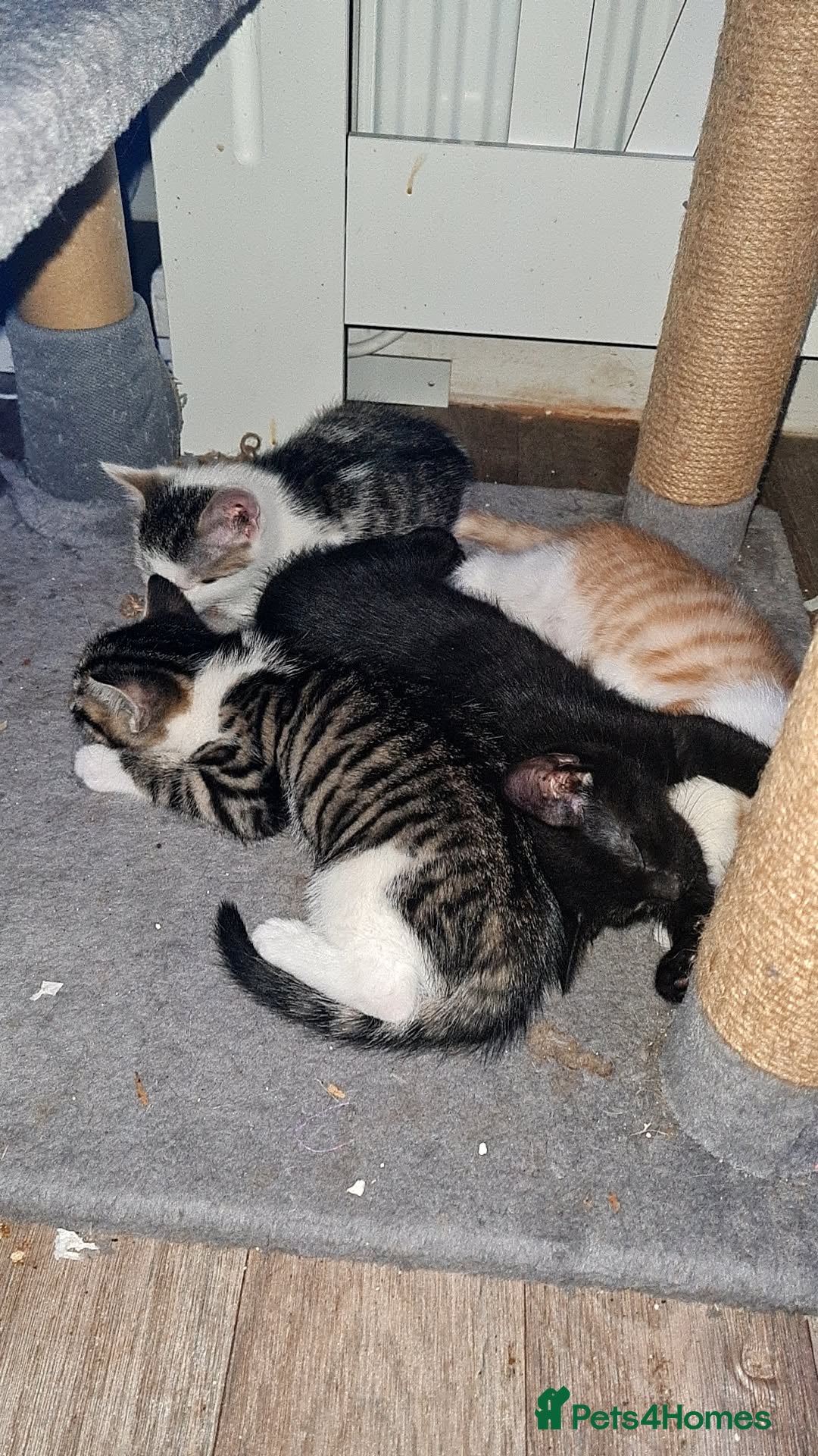 Mixed Breed cats for sale: 10 beautiful kittens - Image 7