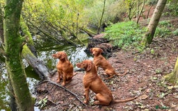 Hungarian Vizsla dogs for sale: Hungarian Vizsla Puppies - Outstanding Pedigree  - Advert 17